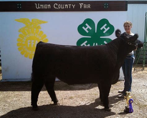 Trausch Farms: Champion Steer Union County Fair