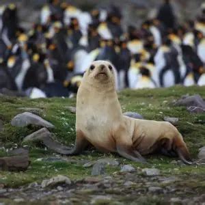 Antarctic Fur Seal - Facts, Diet, Habitat & Pictures on Animalia.bio