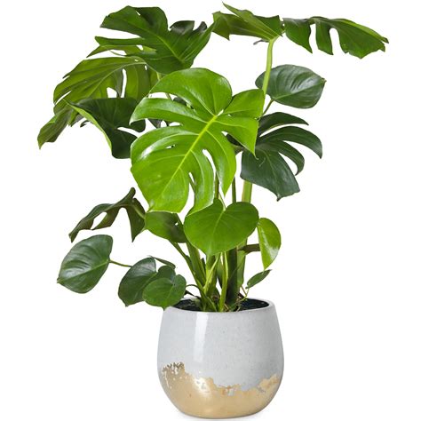 30-40cm Potted Monstera Deliciosa Best Indoor Plants for Sale ...