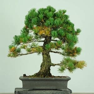 Restoring a white pine - Bonsai Tonight