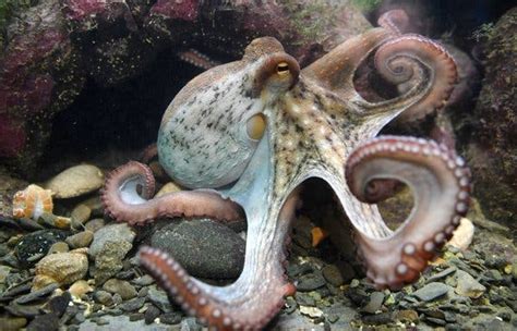 Octopus Facts, Types, Lifespan, Classification, Habitat, Pictures