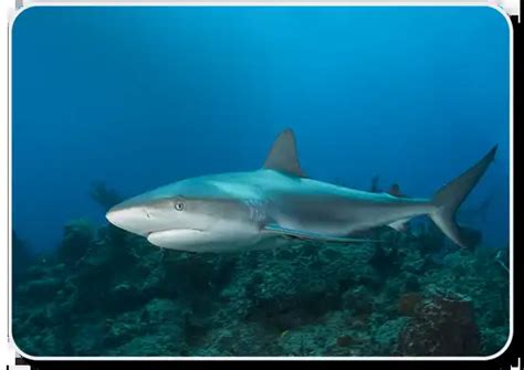 Caribbean Reef Shark Facts: Habitat, Social Behavior, Offspring & Feeding