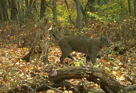 Mammals - Catoctin Mountain Park (U.S. National Park Service)