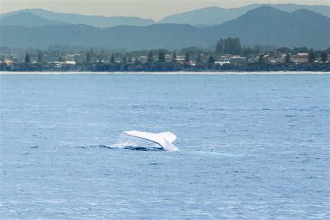 Migaloo - The White Whale - Sarah Gower Photography