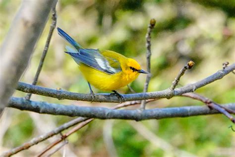 Gale's Photo and Birding Blog: Blue-winged Warbler