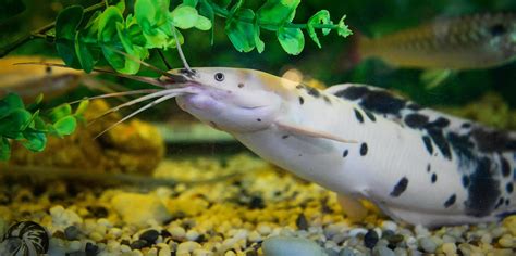 Albino catfish spotted swimming underwater aquarium 19582486 Stock Photo at Vecteezy