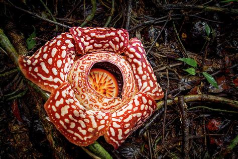 Large Flower Of The Parasitic Plant Rafflesia Pricei, Borneo Photograph ...