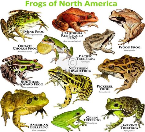 Frogs of North America | Frog, Amphibians, Reptiles and amphibians