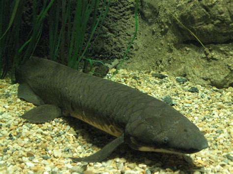 Lungfish Has Largest Genome of Any Animal Sequenced | RealClearScience