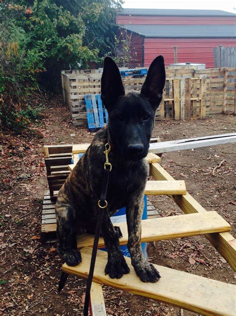 Dutch Shepherd puppy doing agility training. Dutch Shepherd Puppy, Shepherd Puppies, Dog Fever ...