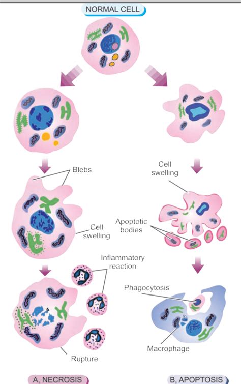 Cell death; Necrosis and apoptosis ⋆ AgVetnepal