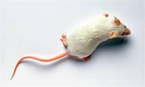 10 Interesting Mouse Facts | My Interesting Facts