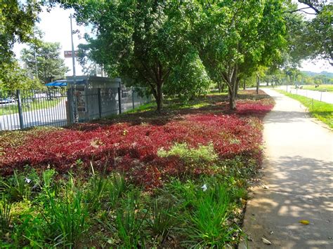 Benefícios das áreas verdes urbanas e como conservá-las ~ Áreas Verdes das Cidades - Guia de ...