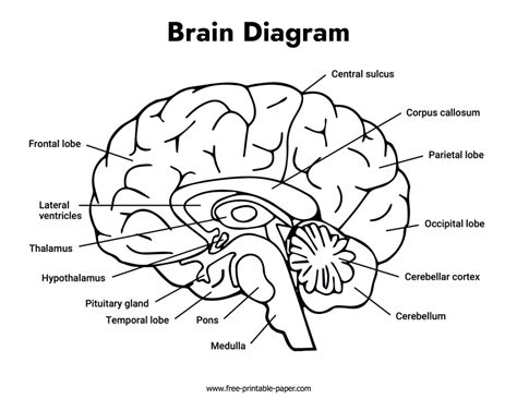 Brain Diagram – Free Printable Paper