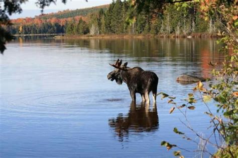 Maine moose | Moosehead lake maine, Wildlife tour, Maine in the fall