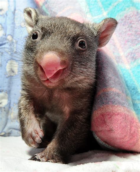 Peek-a-boo! Orphaned baby wombat gets new pouch - TODAY.com