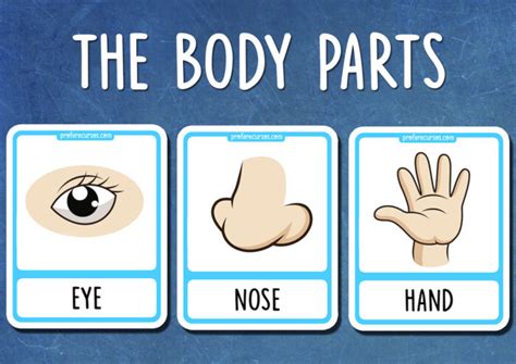 Body Parts Flashcards