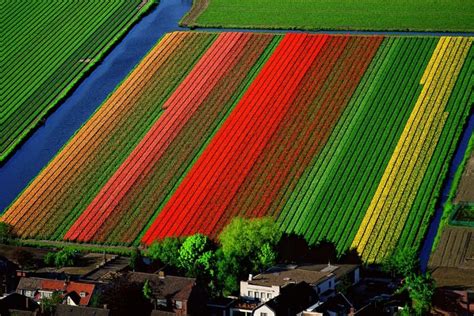Cupboards Kitchen and Bath: Earth Day Inspiration - Dutch Tulip Fields