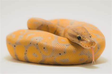 Banana Ball Python Morph: Everything You Need to Know | Reptile Advisor