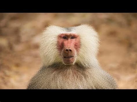 Baboon Sounds and barks - YouTube