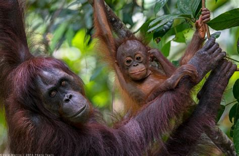 Photography tour in Borneo - ORYX Photo Tour