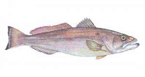 Patagonian Toothfish (S/F) – Jurassic-Pedia