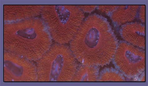 $9.99 Coral Bin 1 | Saltwater fish tanks, Soft corals, Saltwater aquarium