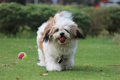 Free Images : animal, pet, vertebrate, noddy, coco, dog breed, lhasa apso, bichon, shih tzu ...