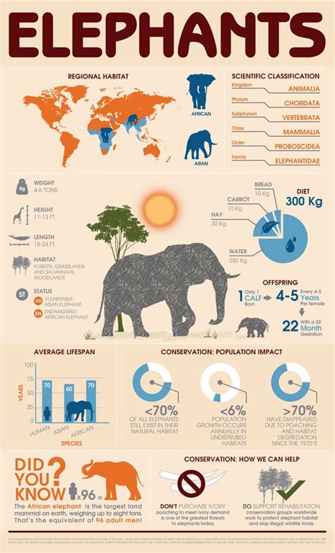 Animal Infographic: Elephant All About Elephants, Elephants Never Forget, Save The Elephants ...