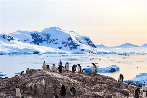 Antarctic Tundra Penguins