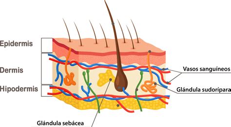 Las capas de la piel ⬤─ Nombre y características más importantes