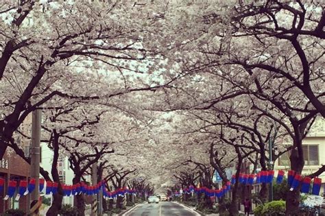 Jeju Cherry Blossom Festival | 제주 왕벚꽃축제 : TRIPPOSE