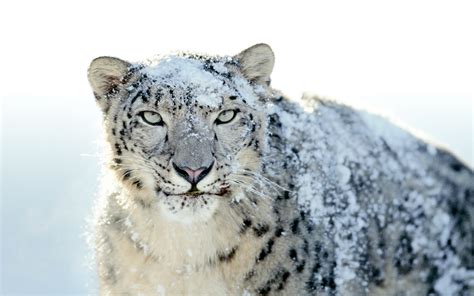 Snow Leopard Wallpapers