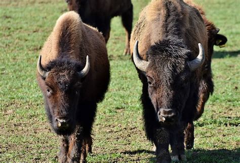 Free download | bison, buffalo, horns, american bison, wild, livestock, beef, bison head ...