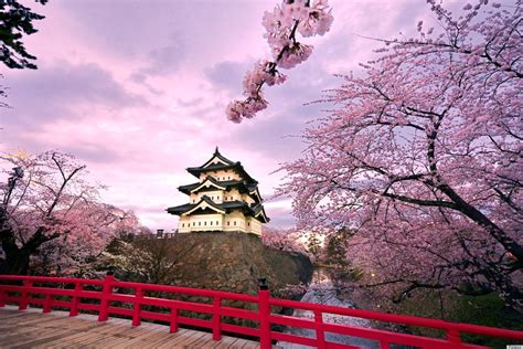 Japanese Cherry Blossom Trees Bursting Into Bloom Make Us Impatient ...