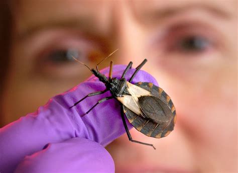 Researchers discover potential treatment for Chagas disease: Condition affects millions across ...