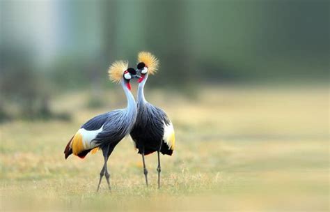 The Grey Crowned Crane | Uganda’s national bird | Uganda Birding