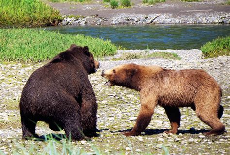 Bear Viewing on Admiralty Island - Alaska Magazine