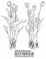 Flower Bulb Coloring Sheets To Tide You Over Til Spring sketch template
