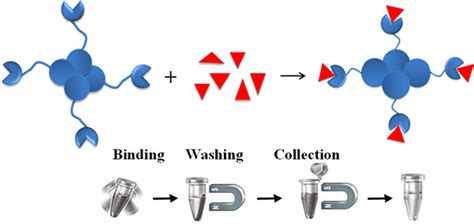 Streptavidin Magnetic Bead - Efficient Tool for Molecular Analysis