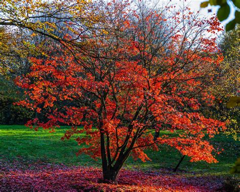 10 Acer Tree & Bush Types For Your Garden | Horticulture.co.uk