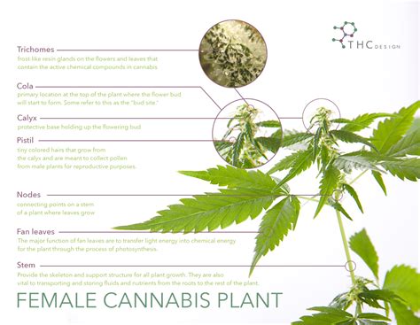 Breaking Down the Cannabis Plant | THC Design