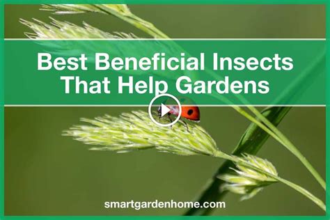 11 Best Beneficial Insects That Help Gardens - Smart Garden and Home