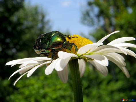 Flower beetle free image - № 33710