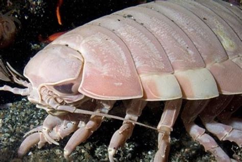 25 Awesome Giant Isopod Fun Facts