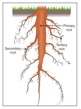 Explain the taproot system with suitable diagram - CBSE Class 6 - Learn ...