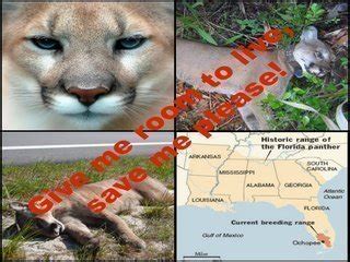 Petition · Expand Florida Panther habitat, stop development, create corridors diverting panthers ...