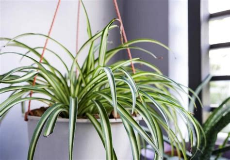 Common Spider Plant Pests (and How to Deal With Them) - Petal Republic