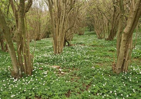 Coppicing in Winter - Cambridge Forest Schools