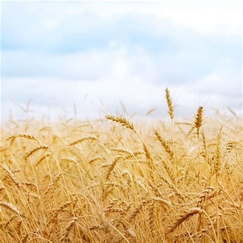 Harvest Field iPad Wallpapers Free Download